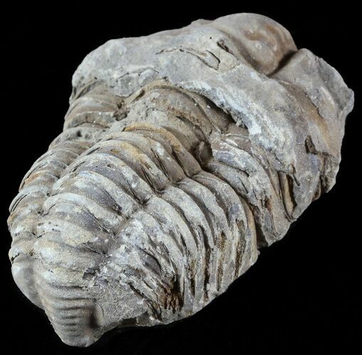 Calymene Trilobite From Morocco #49644